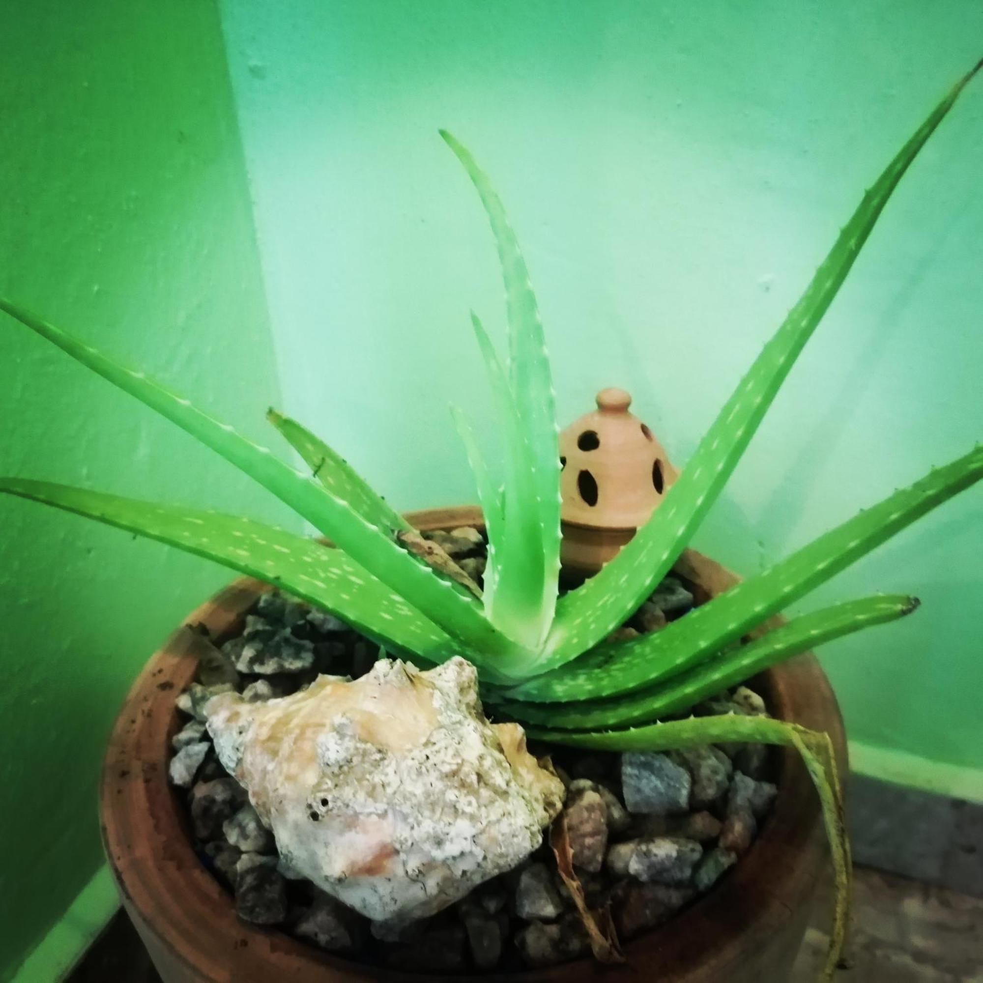 Scorpion Hill Lodge Busua 客房 照片